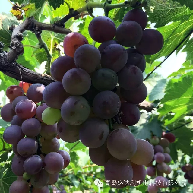 毛公山上回顧歷史 葡萄園里享生活樂趣(圖4)